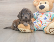 7 week old Mini Goldendoodle Puppy For Sale - Premier Pups