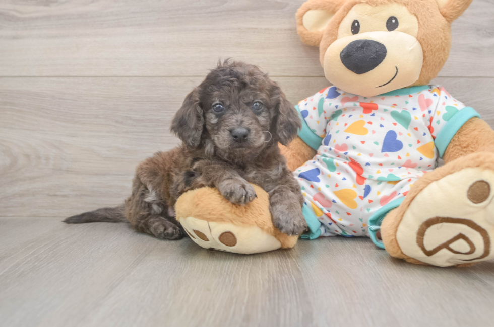 5 week old Mini Goldendoodle Puppy For Sale - Premier Pups