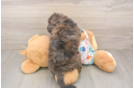 Energetic Golden Doodle Poodle Mix Puppy