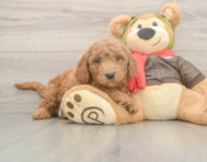 5 week old Mini Goldendoodle Puppy For Sale - Premier Pups