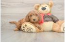 Popular Mini Goldendoodle Poodle Mix Pup