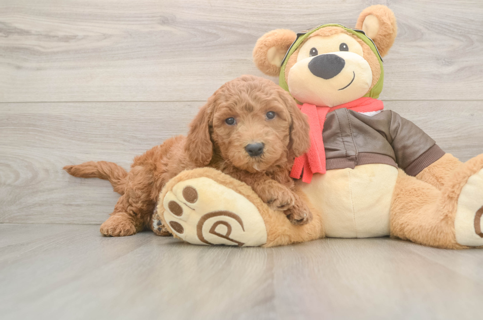 5 week old Mini Goldendoodle Puppy For Sale - Premier Pups