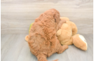 Energetic Golden Doodle Poodle Mix Puppy
