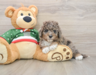 5 week old Mini Goldendoodle Puppy For Sale - Premier Pups