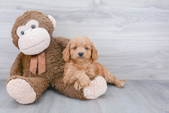 Cute Mini Goldendoodle Baby