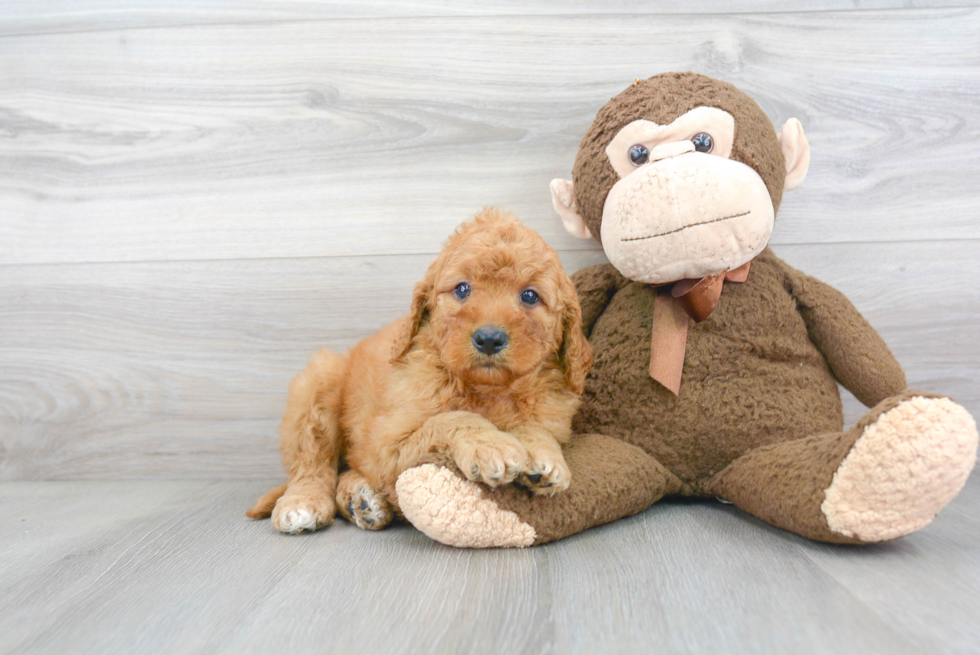 Mini Goldendoodle Puppy for Adoption