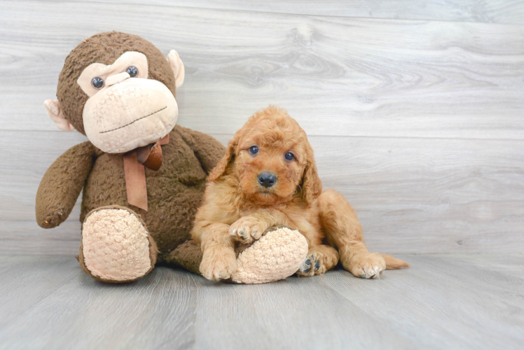 Best Mini Goldendoodle Baby