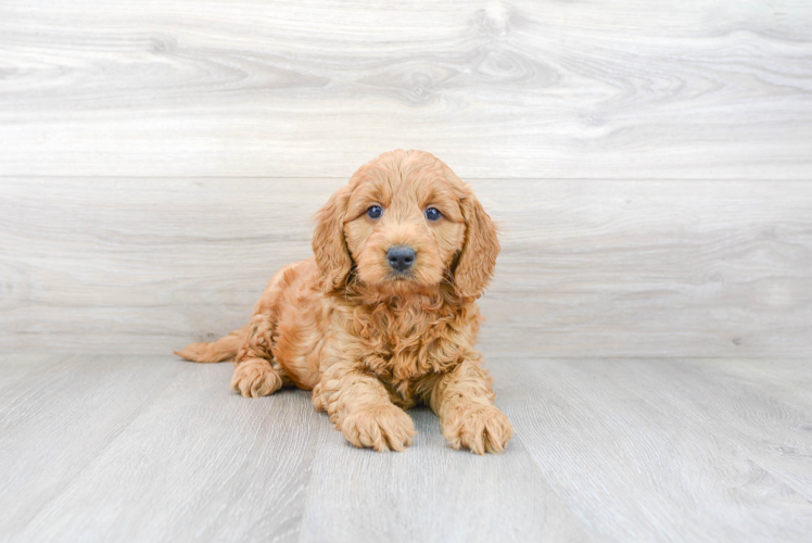 Fluffy Mini Goldendoodle Poodle Mix Pup