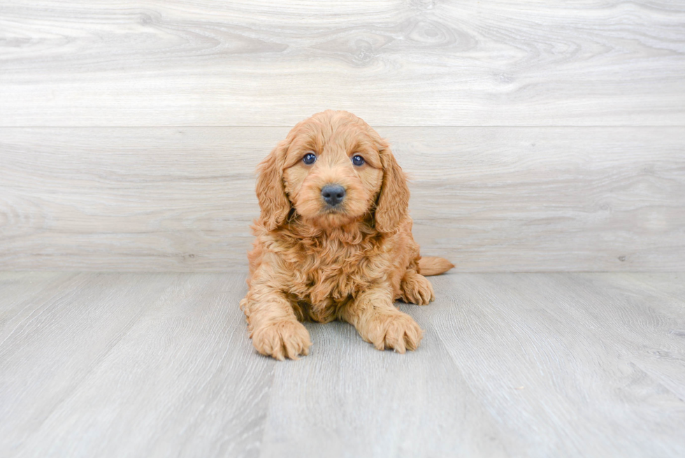 Best Mini Goldendoodle Baby