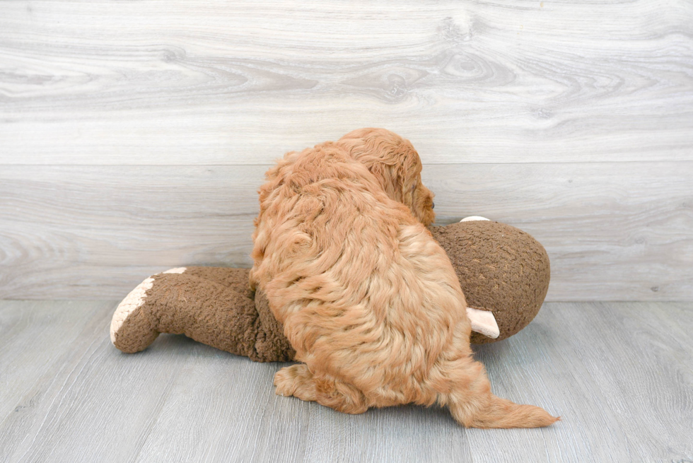 Mini Goldendoodle Pup Being Cute