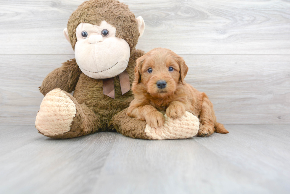 Energetic Golden Retriever Poodle Mix Puppy