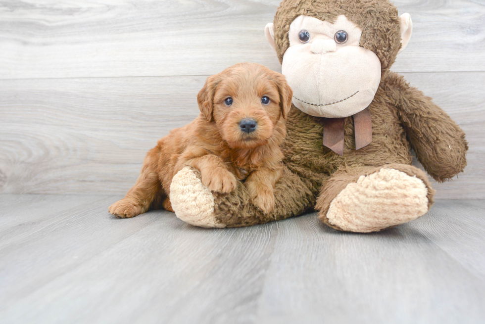 Mini Goldendoodle Pup Being Cute