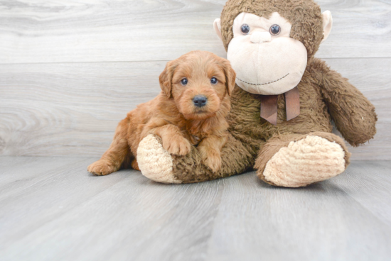 Mini Goldendoodle Pup Being Cute