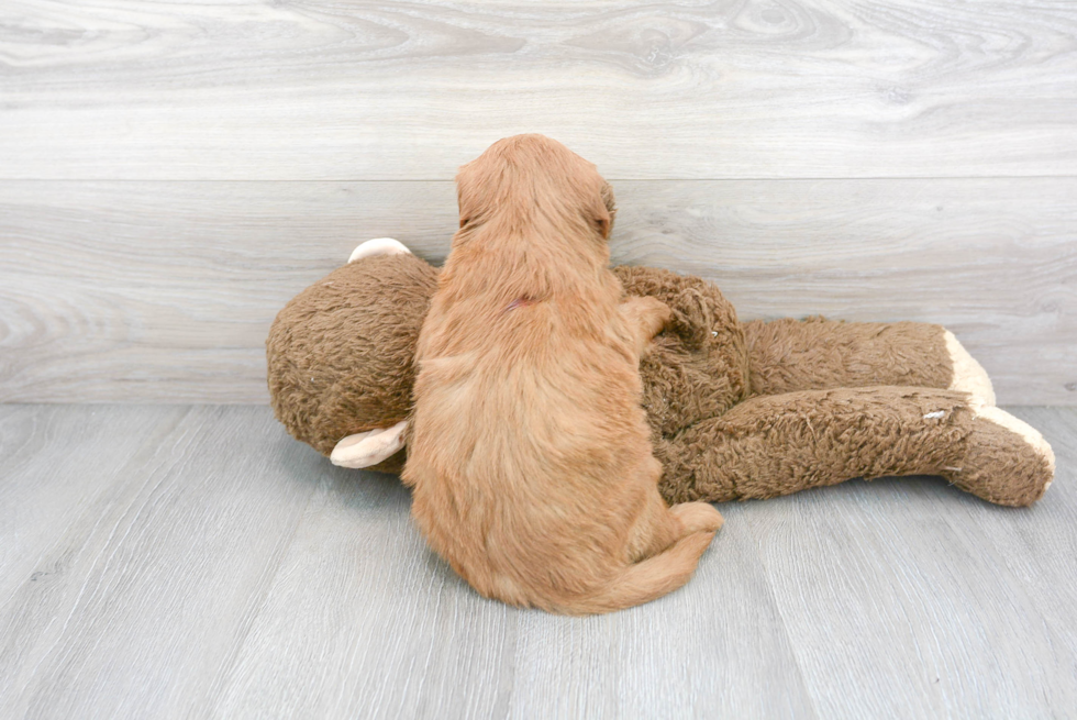 Fluffy Mini Goldendoodle Poodle Mix Pup