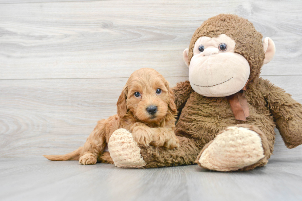 Mini Goldendoodle Pup Being Cute