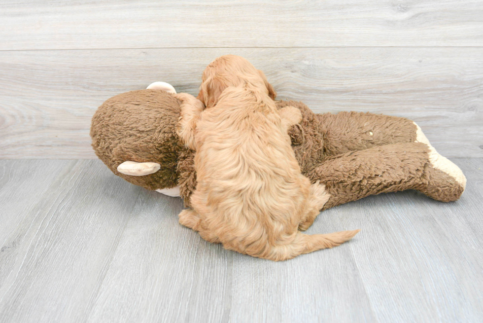 Popular Mini Goldendoodle Poodle Mix Pup