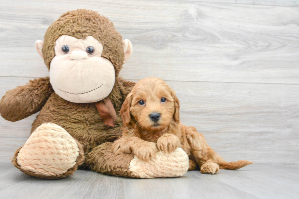 Smart Mini Goldendoodle Poodle Mix Pup