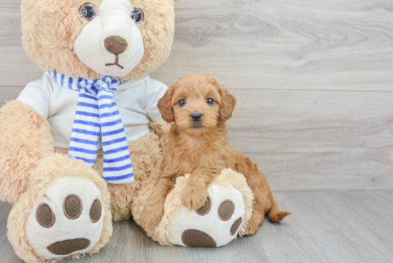 Mini Goldendoodle Pup Being Cute