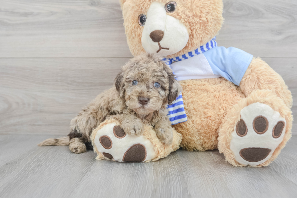 Mini Goldendoodle Pup Being Cute