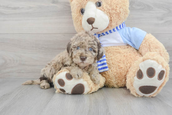 Mini Goldendoodle Pup Being Cute