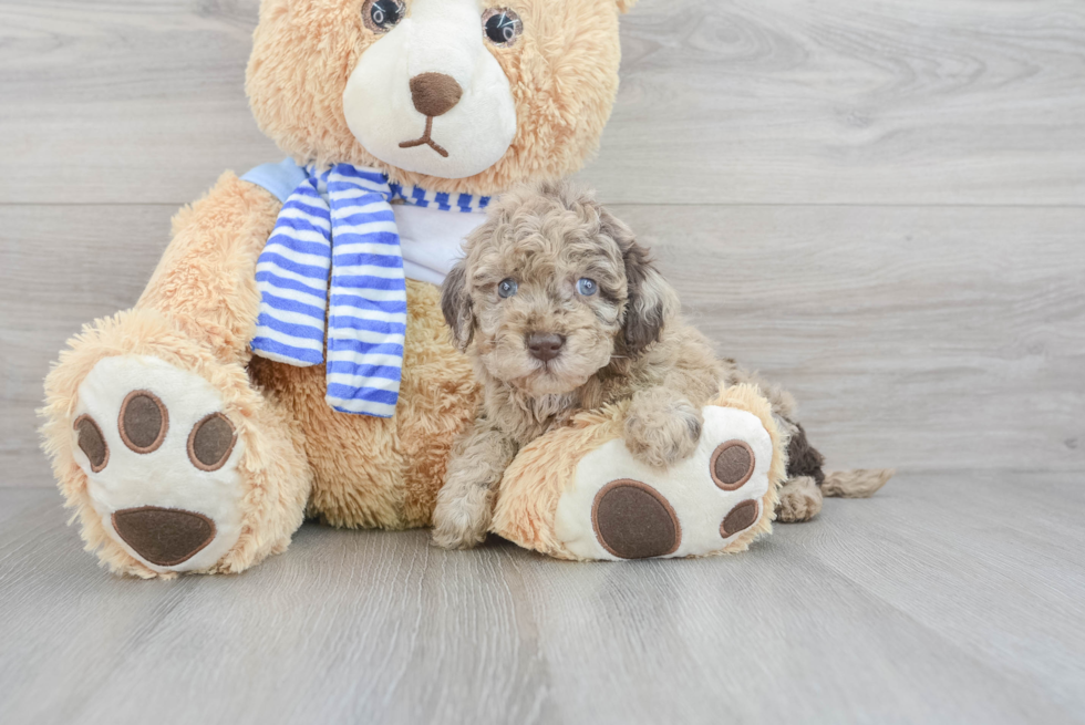 Cute Mini Goldendoodle Baby