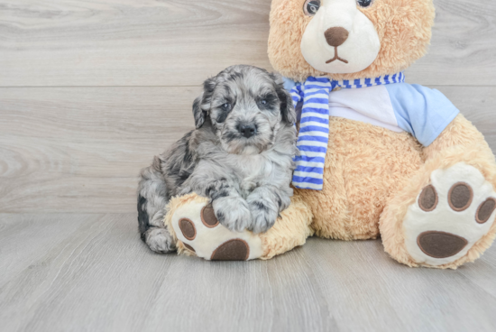 Best Mini Goldendoodle Baby