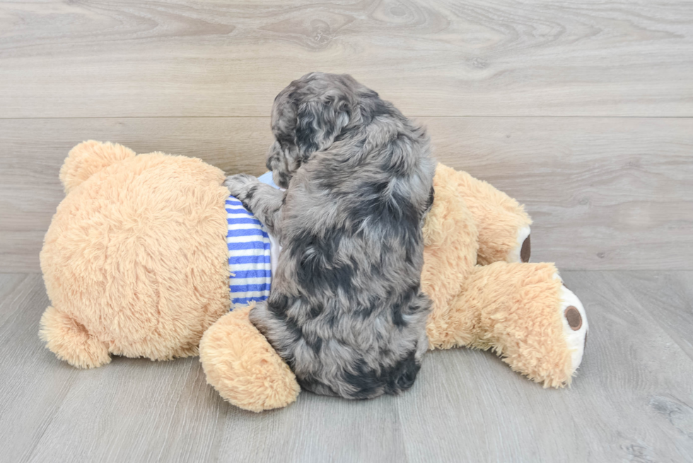 Mini Goldendoodle Pup Being Cute