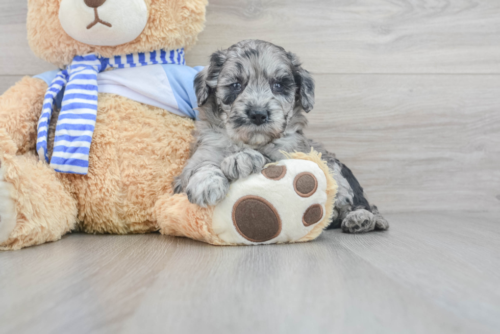 Playful Golden Retriever Poodle Mix Puppy