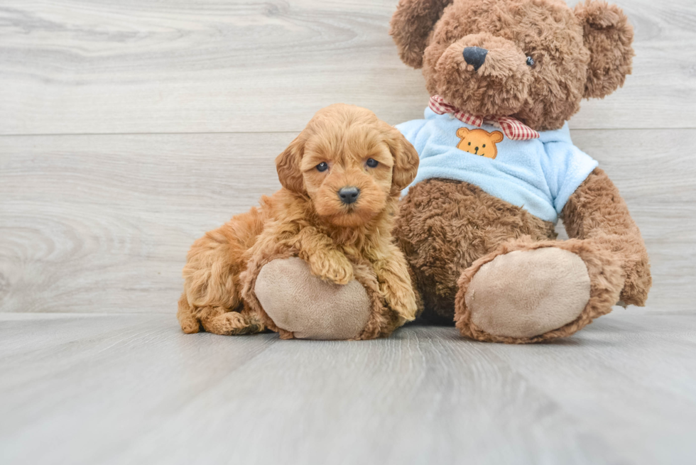 Adorable Golden Retriever Poodle Mix Puppy