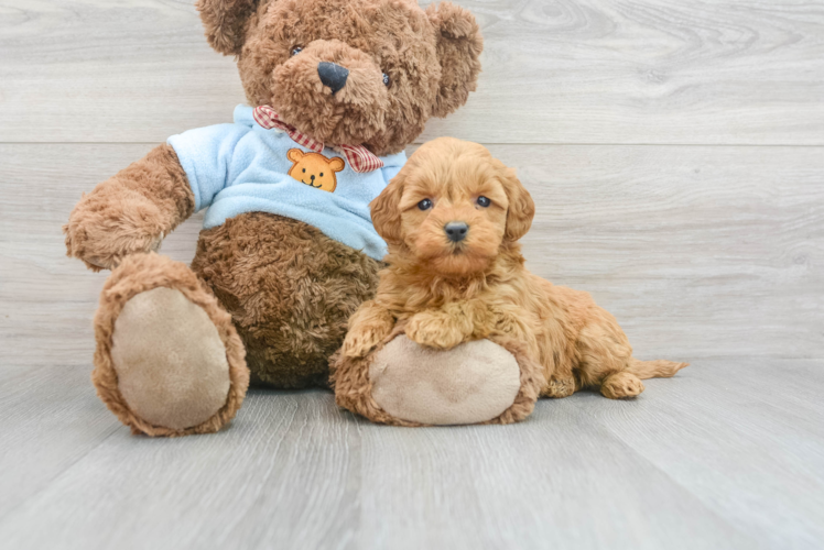 Mini Goldendoodle Puppy for Adoption