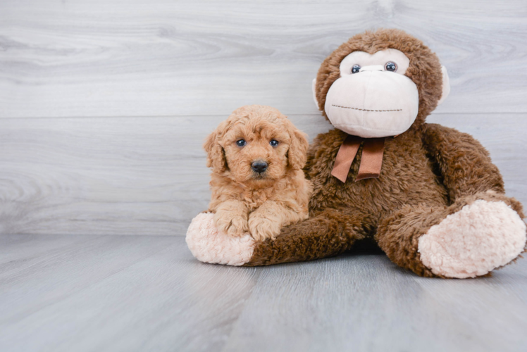 Mini Goldendoodle Pup Being Cute