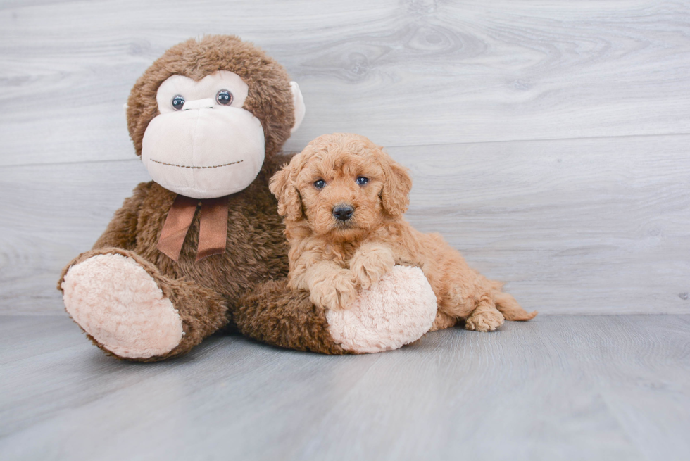 Little Golden Retriever Poodle Mix Puppy