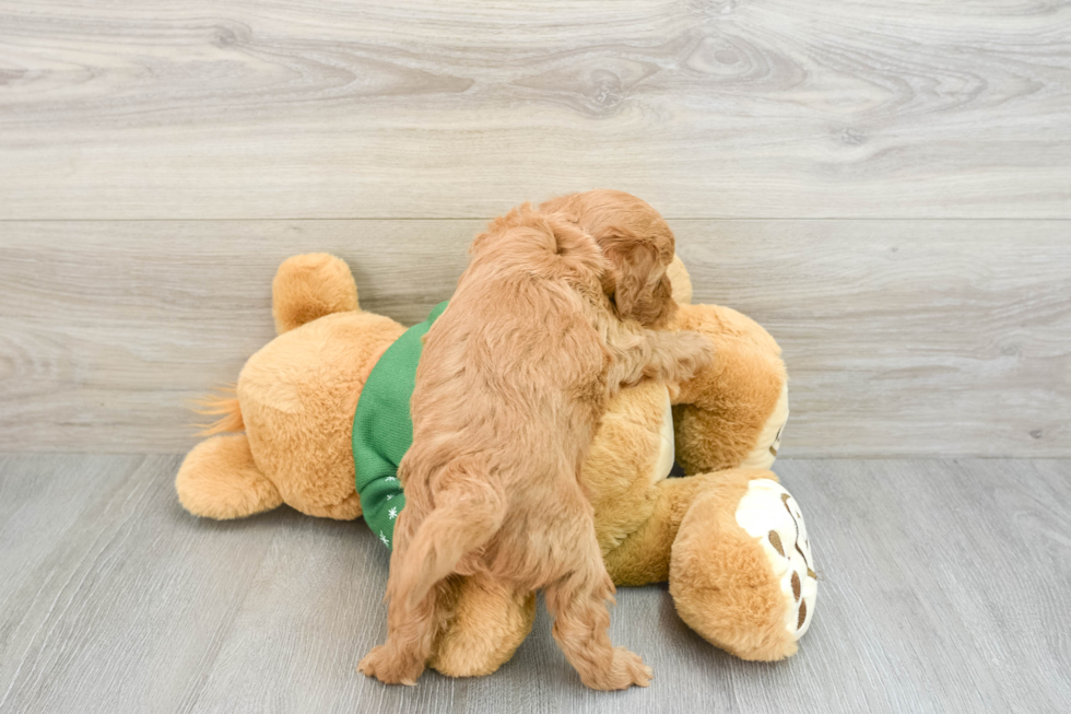 Adorable Golden Retriever Poodle Mix Poodle Mix Puppy