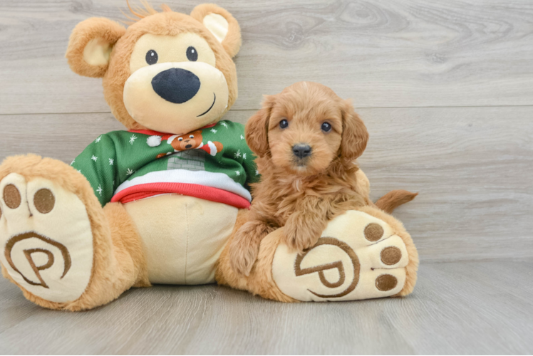 Energetic Golden Doodle Poodle Mix Puppy