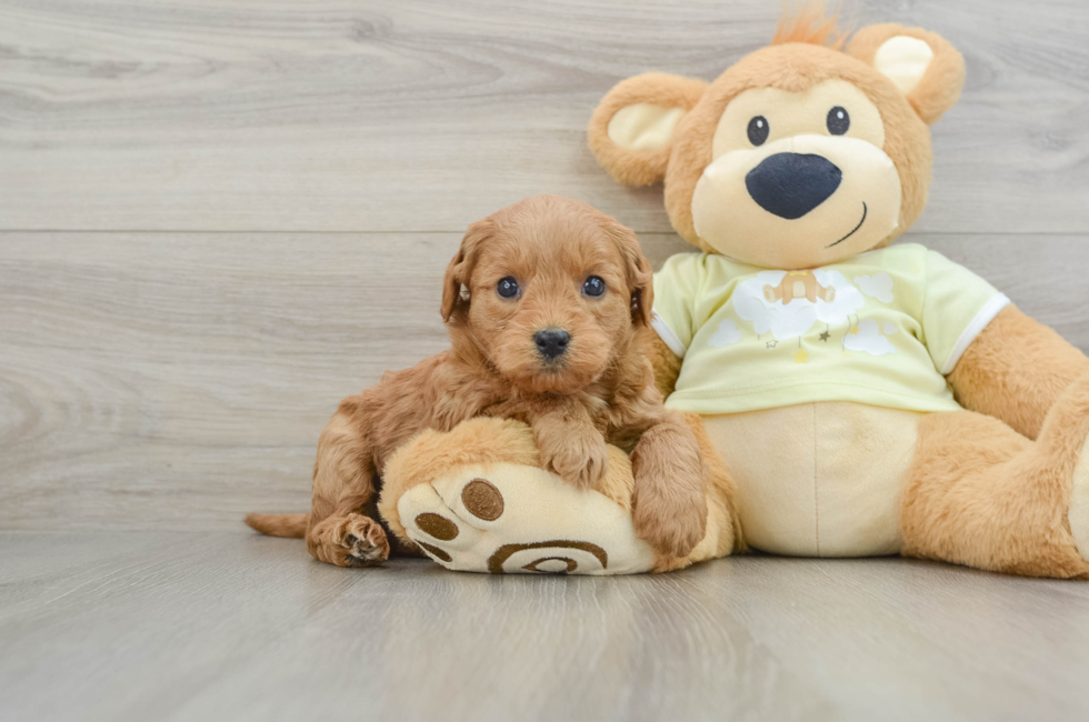 5 week old Mini Goldendoodle Puppy For Sale - Premier Pups