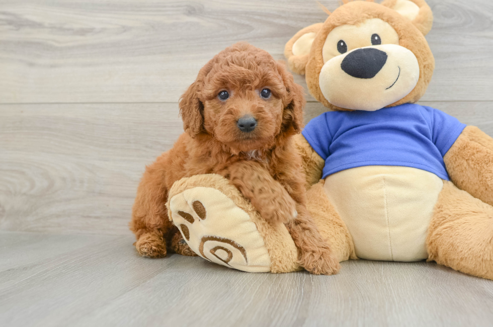5 week old Mini Goldendoodle Puppy For Sale - Premier Pups
