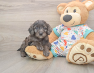 7 week old Mini Goldendoodle Puppy For Sale - Premier Pups