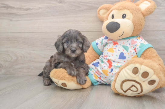Best Mini Goldendoodle Baby