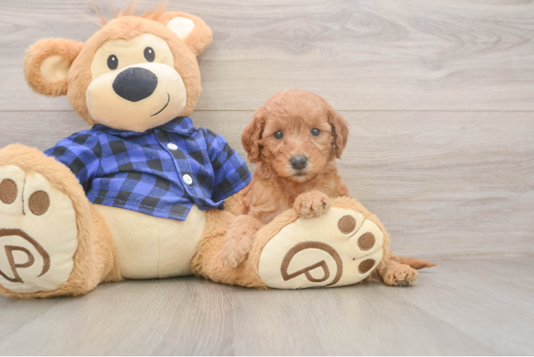 Mini Goldendoodle Pup Being Cute