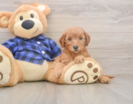 6 week old Mini Goldendoodle Puppy For Sale - Premier Pups