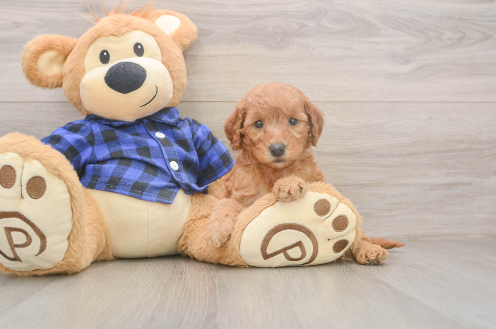 5 week old Mini Goldendoodle Puppy For Sale - Premier Pups