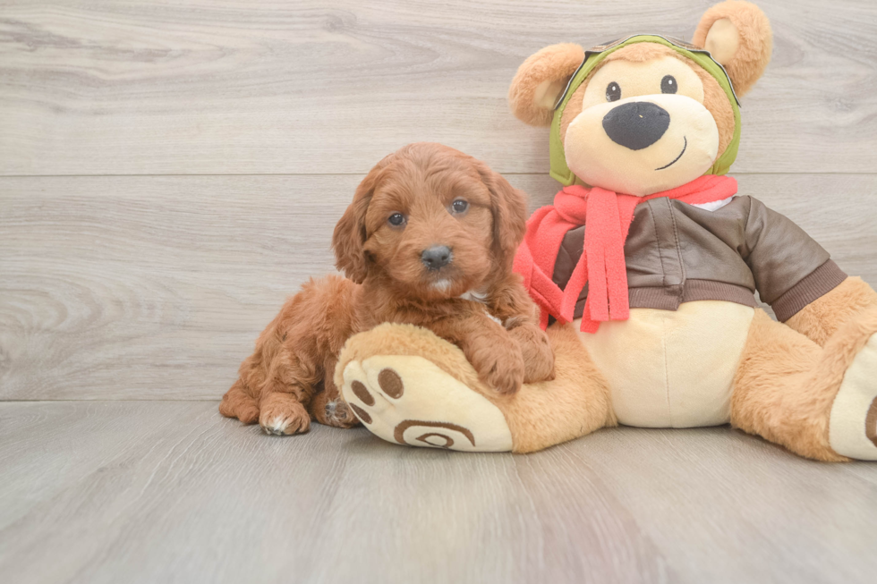Energetic Golden Doodle Poodle Mix Puppy