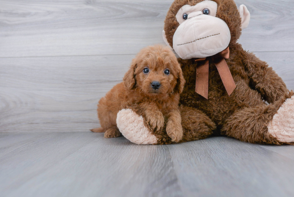 Mini Goldendoodle Pup Being Cute