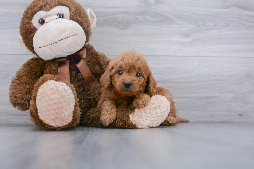 Mini Goldendoodle Puppy for Adoption