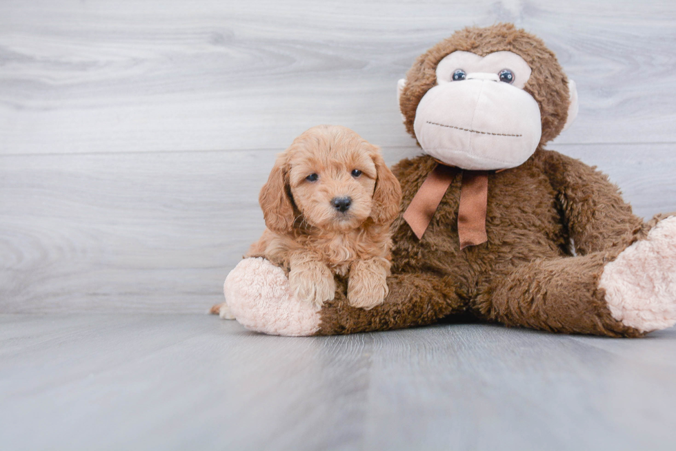 Mini Goldendoodle Puppy for Adoption