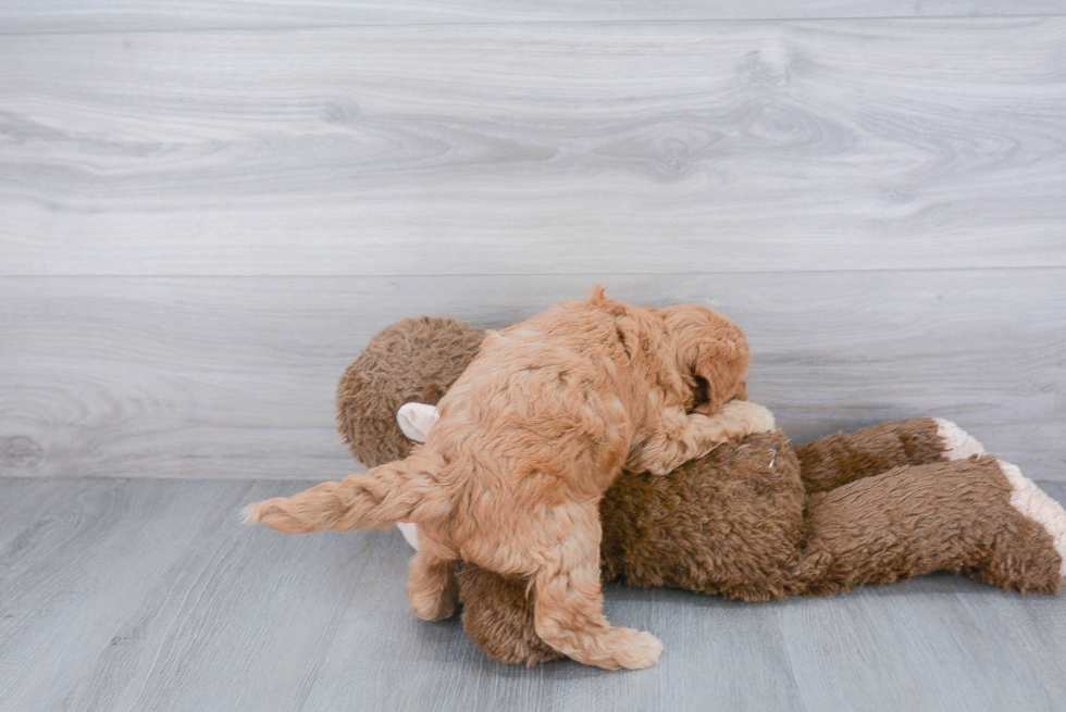 Happy Mini Goldendoodle Baby