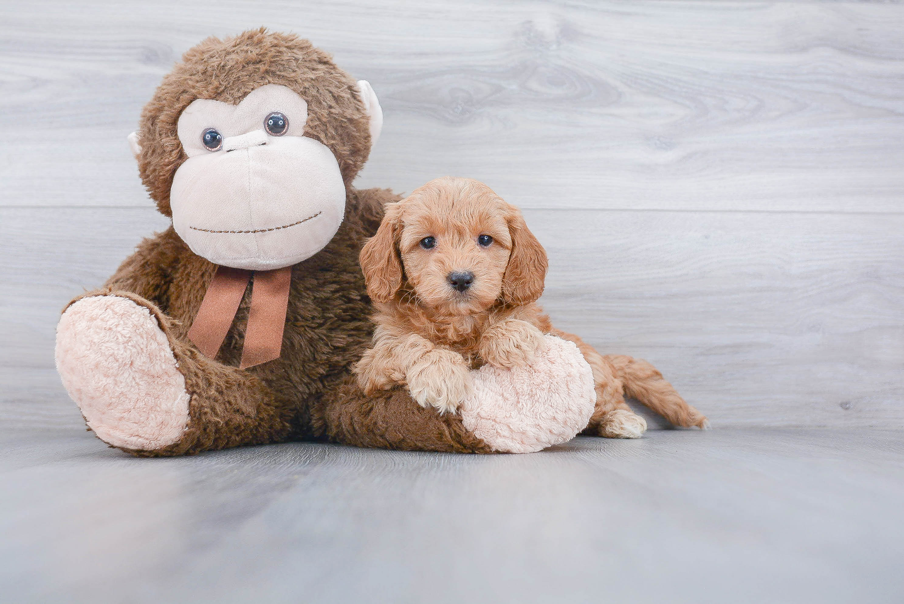 Smart Mini Goldendoodle Poodle Mix Pup