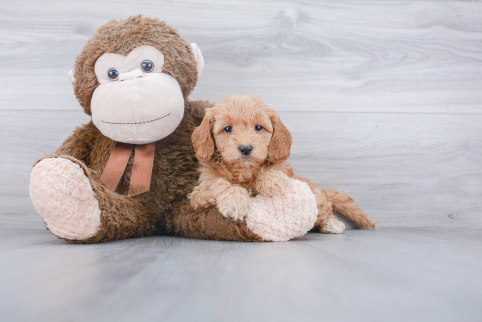 Smart Mini Goldendoodle Poodle Mix Pup