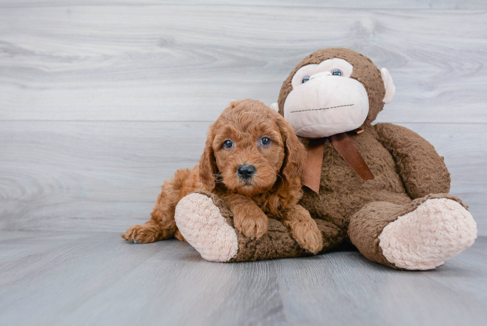 Mini Goldendoodle Pup Being Cute