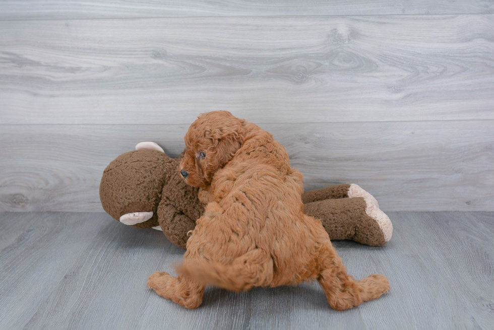 Best Mini Goldendoodle Baby